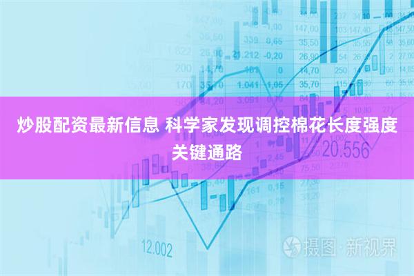 炒股配资最新信息 科学家发现调控棉花长度强度关键通路